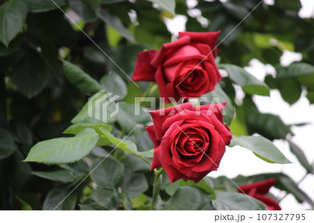 しっとりと赤いバラ　赤い薔薇 107327795
