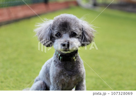ドッグランの芝生上に座っているシルバーのトイプードルの表情 ドッグランの芝生上に座っているシルバーのトイプードルの表情 107328069