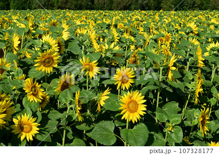 大曲湖畔園地ひまわり畑 107328177