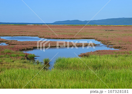 能取湖サンゴ草群落 107328181