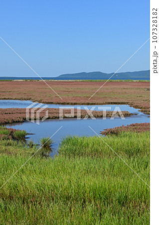 能取湖サンゴ草群落 107328182