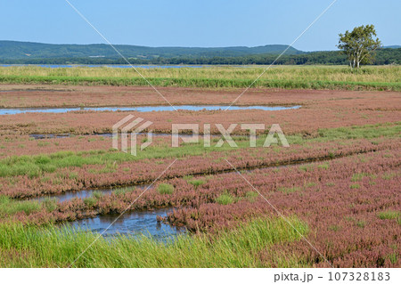 能取湖サンゴ草群落 能取湖サンゴ草群落 107328183