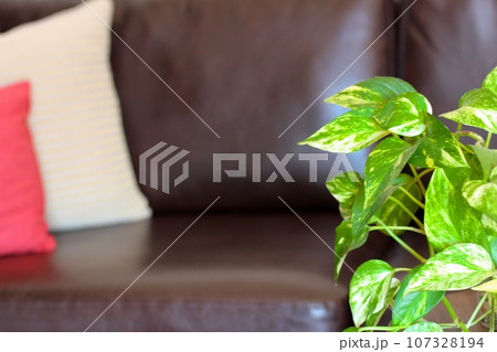 室内 観葉植物ポトスの奥にソファーとクッション 室内 観葉植物ポトスの奥にソファーとクッション 107328194