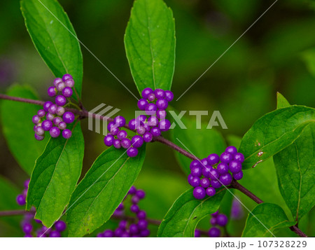 紫色の小さな果実をつけたシソ科ムラサキシキブ 107328229