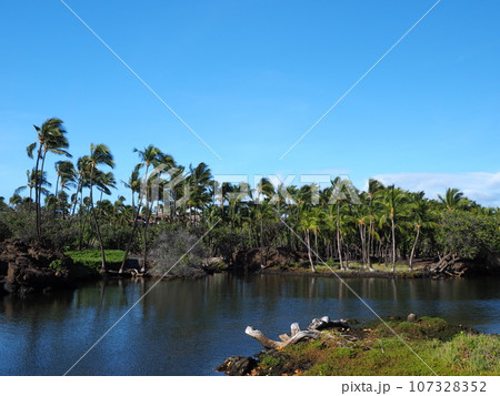 ハワイ島　マウナラニ　フィッシュポンド 107328352