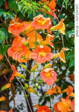 ノウゼンカズラ ノウゼンカズラ 107328367