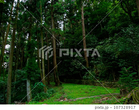 瀬戸市の曹洞宗寺院雲興寺境内の杉並木 瀬戸市の曹洞宗寺院雲興寺境内の杉並木 107328917