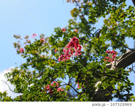 青空とピンク色のサルスベリの花 青空とピンク色のサルスベリの花 107328969