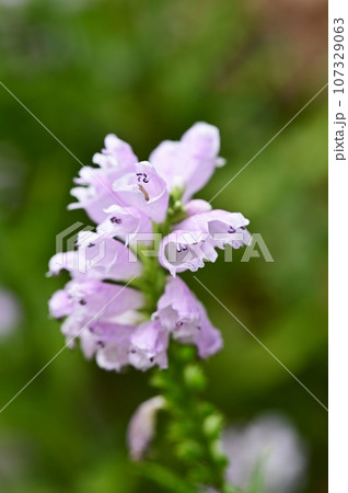 ハナトラノオ 107329063