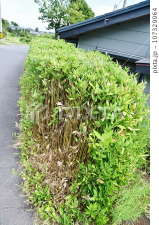 笹竹の生垣 笹竹の生垣 107329064