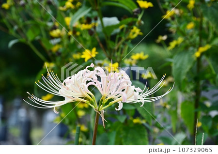 シロバナマンジュシャゲ シロバナマンジュシャゲ 107329065