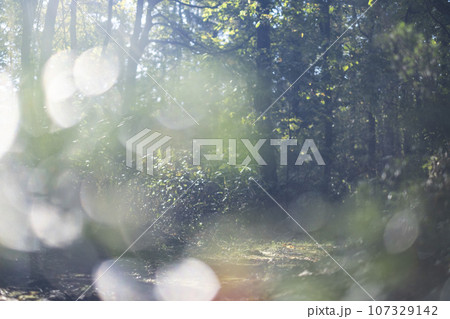 森のエコイメージ(恩原湖周辺) 森のエコイメージ(恩原湖周辺) 107329142