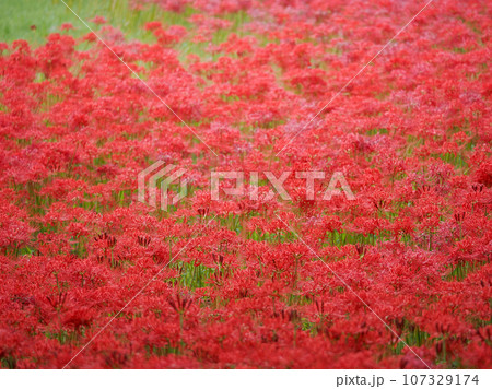 彼岸花11 107329174