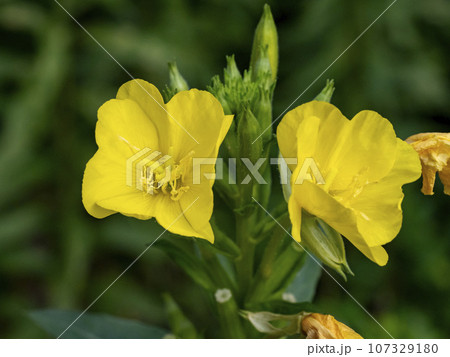 メマツヨイグサの黄色い花 メマツヨイグサの黄色い花 107329180