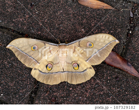 地面にいる大きい蛾のヤママユ 107329182