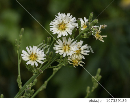 アキノノゲシの花 107329186