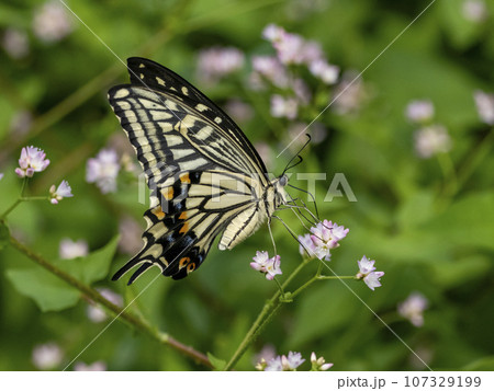 ママコノシリヌグイの花に飛んできたアゲハチョウ 107329199