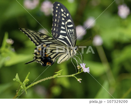 ママコノシリヌグイの花に飛んできたアゲハチョウ 107329200