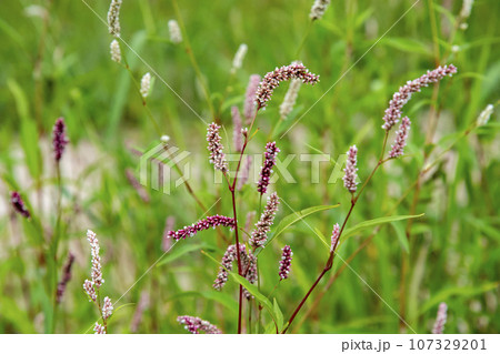 河原に生えているオオイヌタデ 107329201