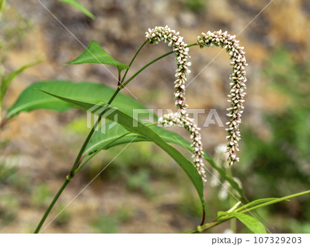 河原に生えているオオイヌタデ 河原に生えているオオイヌタデ 107329203