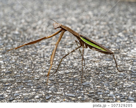 道で少し威嚇しているオオカマキリ 道で少し威嚇しているオオカマキリ 107329205