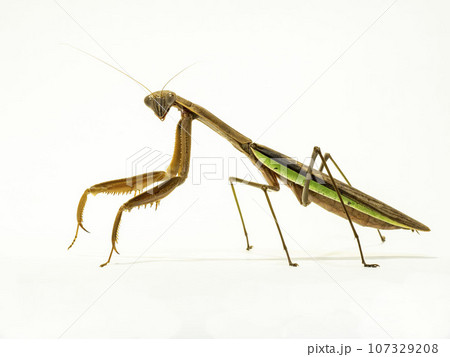白い背景のオオカマキリ 白い背景のオオカマキリ 107329208