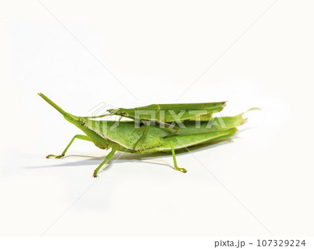 白背景で大きなメスの上に小さなオスが乗っているオンブバッタ 107329224