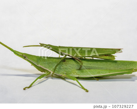 白背景で大きなメスの上に小さなオスが乗っているオンブバッタ 白背景で大きなメスの上に小さなオスが乗っているオンブバッタ 107329227