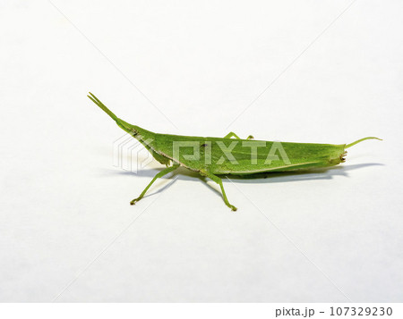 白背景のメスのオンブバッタ 白背景のメスのオンブバッタ 107329230