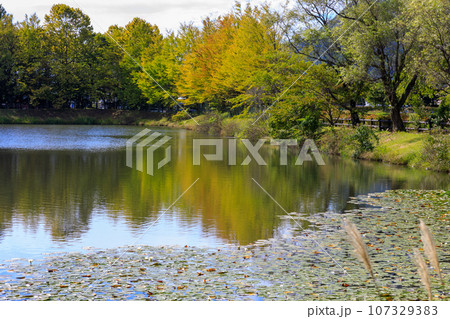 秋の訪れを感じる軽井沢の矢ヶ崎公園の風景 107329383