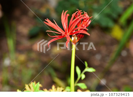 咲き始めのキツネノカミソリ 107329415