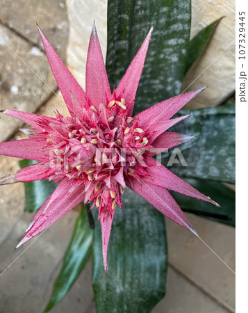 Aechmea fasciata plant close up Aechmea fasciata plant close up 107329445