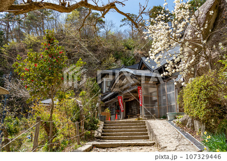 山形県山形市　山寺と通称される立石寺の観世音菩薩のある華蔵院と白い木蓮 107329446