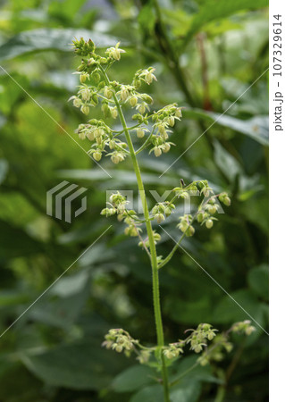 道端に咲くカナムグラの雄花 107329614