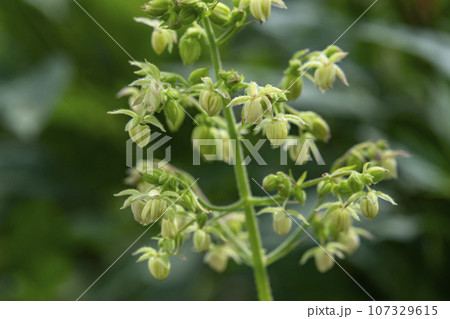 道端に咲くカナムグラの雄花 107329615