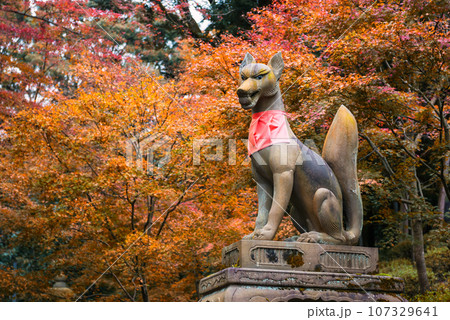 Fox god statue against autumn red leaf at Fushimi Inari, Kyoto Fox god statue against autumn red leaf at Fushimi Inari, Kyoto 107329641
