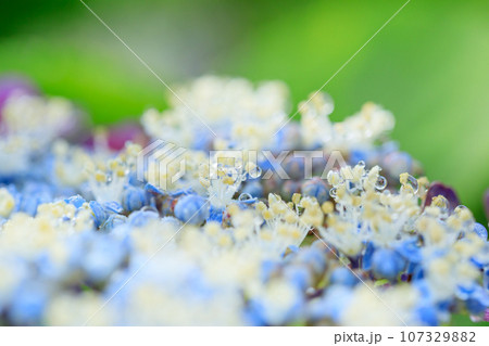 梅雨に咲くアジサイ（紫陽花）のイメージ 107329882