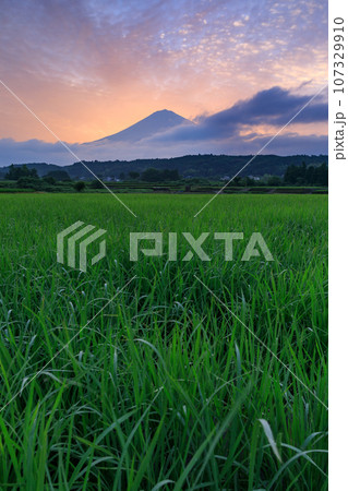 静岡_富士山と水田の朝焼け風景 107329910