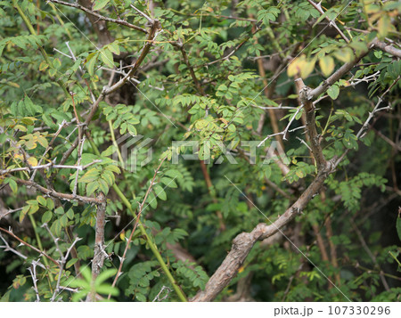 サンショウバラ 107330296