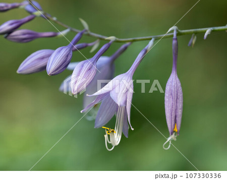 美しい淡い紫の南海擬宝珠 美しい淡い紫の南海擬宝珠 107330336