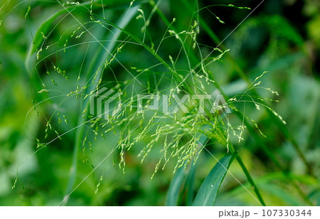 個性的なドライフラワーにもなるイネ科のハナヌカススキ 107330344