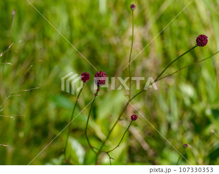 赤褐色の花　バラ科ワレモコウ 107330353