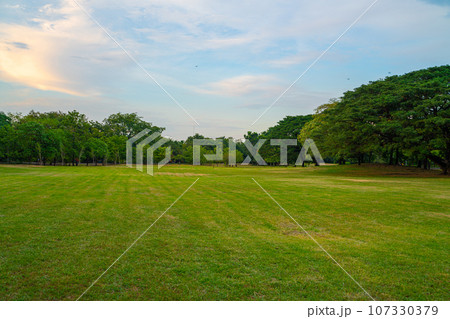 Green meadow grass with tree in city public park fresh air in downtown 107330379