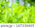 Green tree leaf background fresh plant close up leaf 107330405