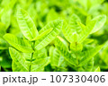 Green tree leaf background fresh plant close up leaf 107330406