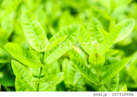 Green tree leaf background fresh plant close up leaf 107330406