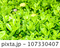 Green tree leaf background fresh plant close up leaf 107330407