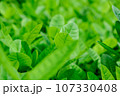 Green tree leaf background fresh plant close up leaf 107330408