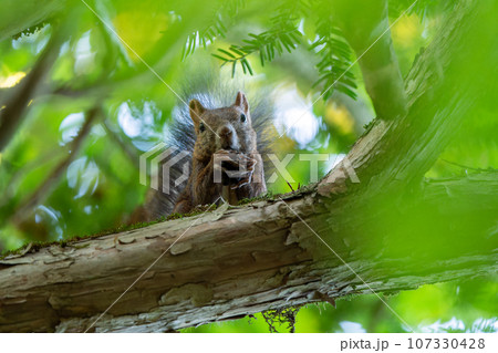 枝にとまり目線を合わせてクルミを食べるエゾリス 107330428