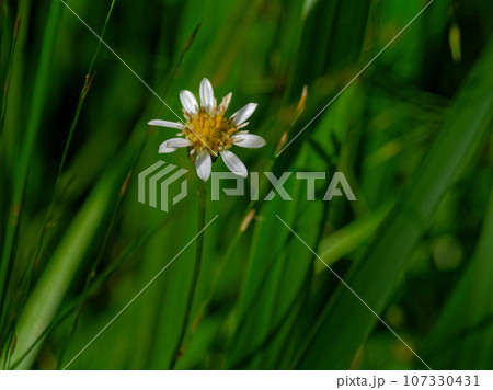 キク科サワシロギクの花 107330431
